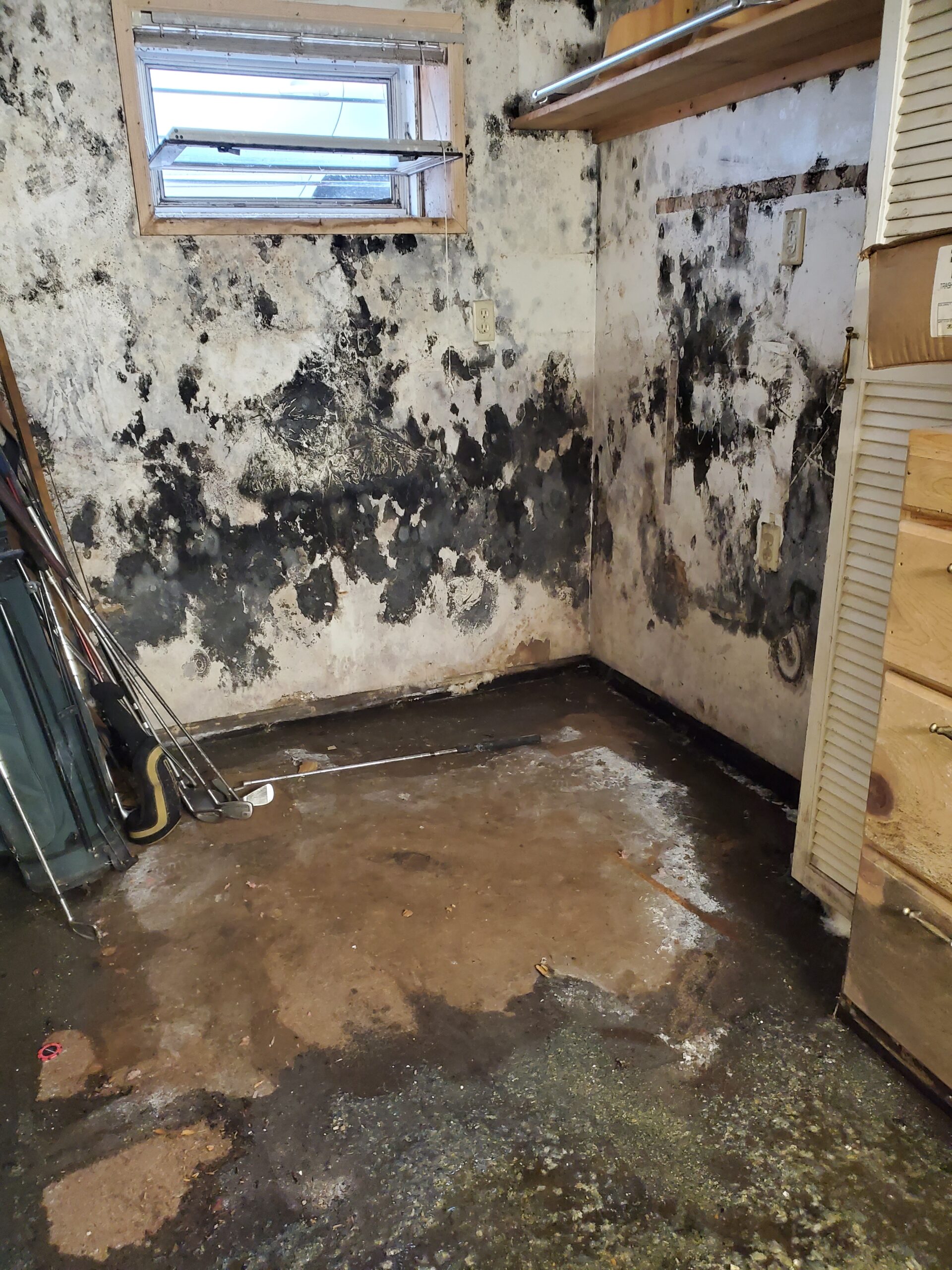 How To Properly Identify Black Mold - SanAir Technologies Laboratory, Inc.